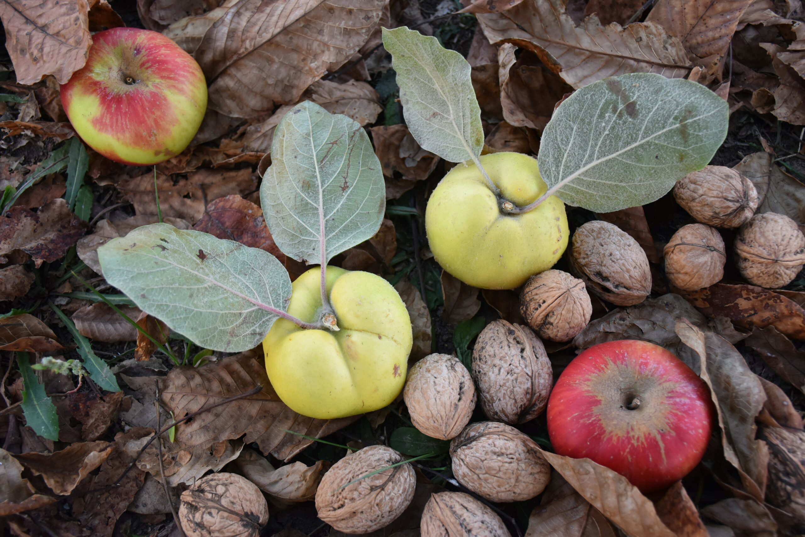 Immune-Boosting Healthy Habits for Fall