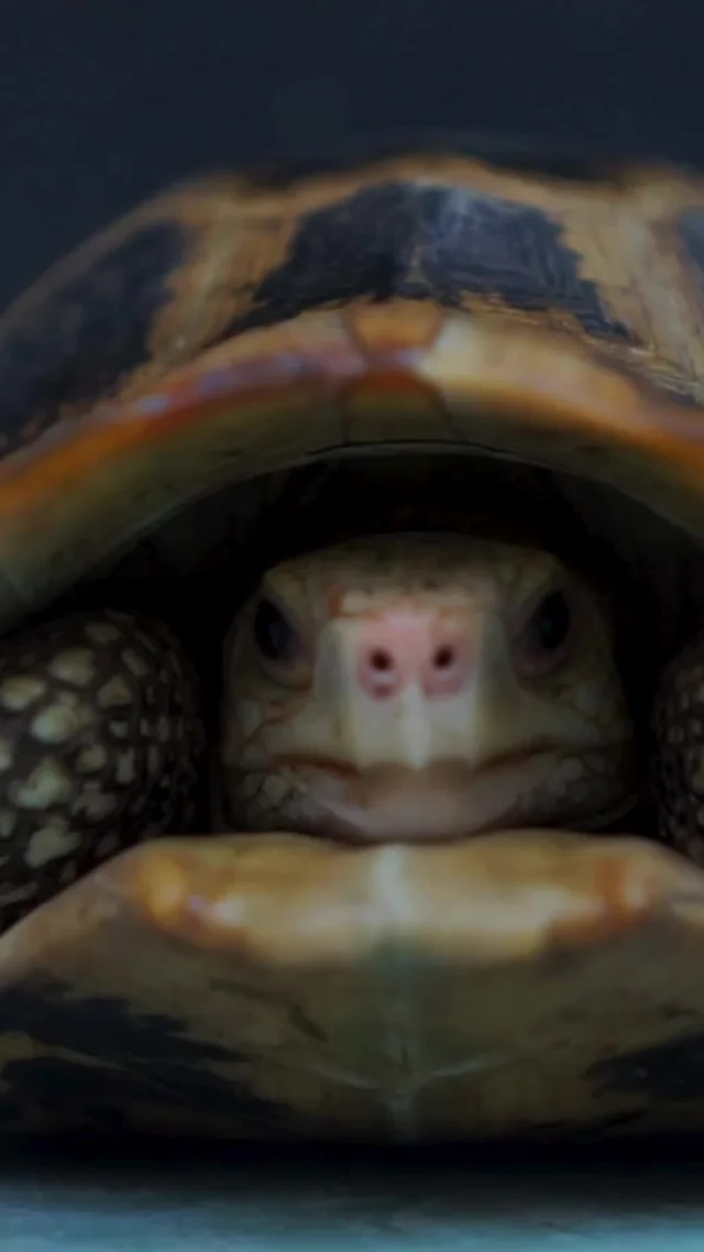 Life moves fast—but you don’t have to. Slow down, breathe, and enjoy the simple moments. ✨⁠
⁠
What's one thing you did slowly and mindfully today? Share below!⁠
⁠
#HealthyAmericanUSA #SlowLiving #MindfulMoments