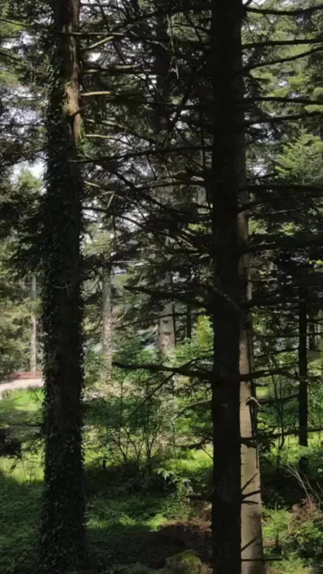 Simple living creates space for joy, calm, and deeper breaths. ✨⁠
Pause for a moment—what simple pleasure are you enjoying today?⁠
⁠
#HealthyAmericanUSA #SimpleLiving #MindfulnessMatters