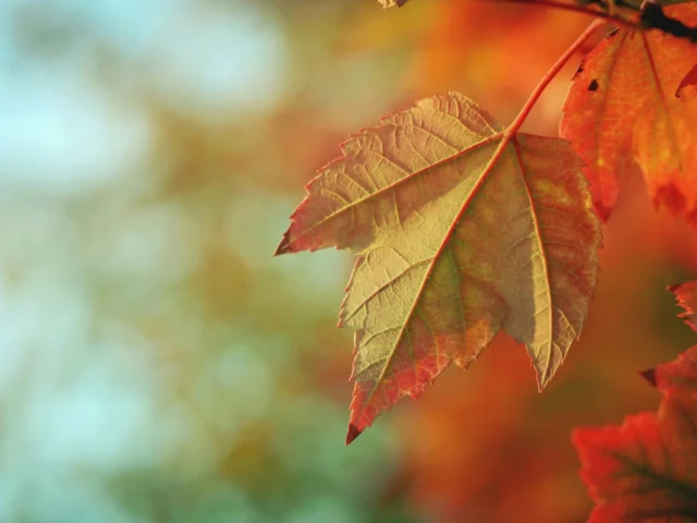 Lately, the days feel shorter, the light feels weaker, and the motivation... nonexistent. 🍂⁠
⁠
You’re not broken. Your brain just misses the sun. ☀️⁠
⁠
I’ve been there too. Here are a few things that actually help me pull through when the fall blues start creeping in.⁠
https://healthyamericanusa.org/?p=5792⁠
⁠
⁠
#HealthyAmericanUSA #FallWellness #SeasonalDepression